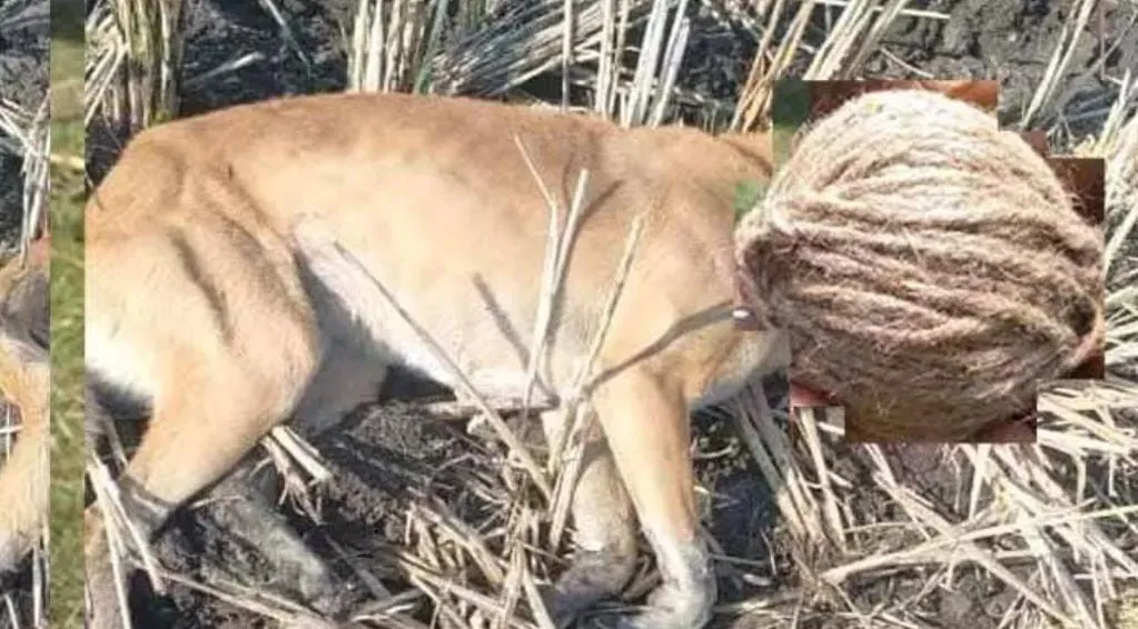 WhatsApp Image 2025-12-29 at 5.25.30 PM