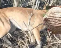 గర్గుల్ గ్రామంలో నాటు బాంబు పేలిన ఘటనలో ఓ కుక్క మృతి..  