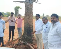 సీఎం హెలిపాడ్ కోసం తాటి చెట్లు నరకడం సరికాదు