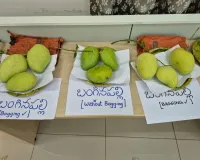 మామిడి ఎగుమతులతోనే రైతులకు అధిక లాభాలు