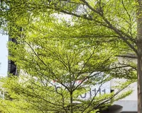 గాంధీ ఆస్పత్రి వద్ద అన్నదానం