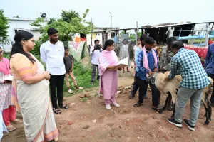 పశువులకు వ్యాధులు రాకుండా చర్యలు తీసుకోండి: