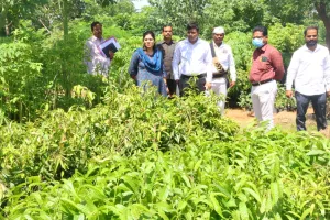 మొక్కలను సంరక్షించాలి...రోడ్డు డివైడర్ల మధ్యలో నాటాలి