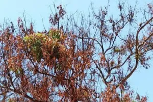 మరో మహమ్మారి కబళించబోతోందా..?