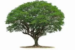 నేటి భారతం :