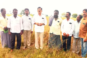 రైతు వరి పంటను నష్టపరిచిన వారిపై చర్యలు తీసుకోవాలి 
