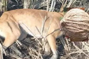 గర్గుల్ గ్రామంలో నాటు బాంబు పేలిన ఘటనలో ఓ కుక్క మృతి..  