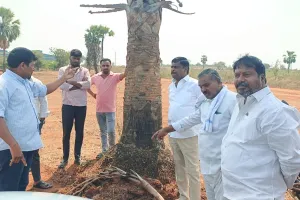 సీఎం హెలిపాడ్ కోసం తాటి చెట్లు నరకడం సరికాదు